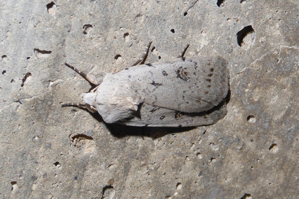 Caradrina (Paradrina) fuscicornis, Noctuidae
